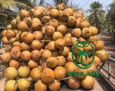 thu hoạch dừa xiêm đỏ