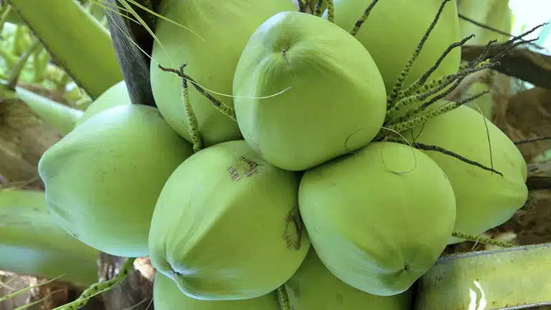 trái dừa xiêm núm