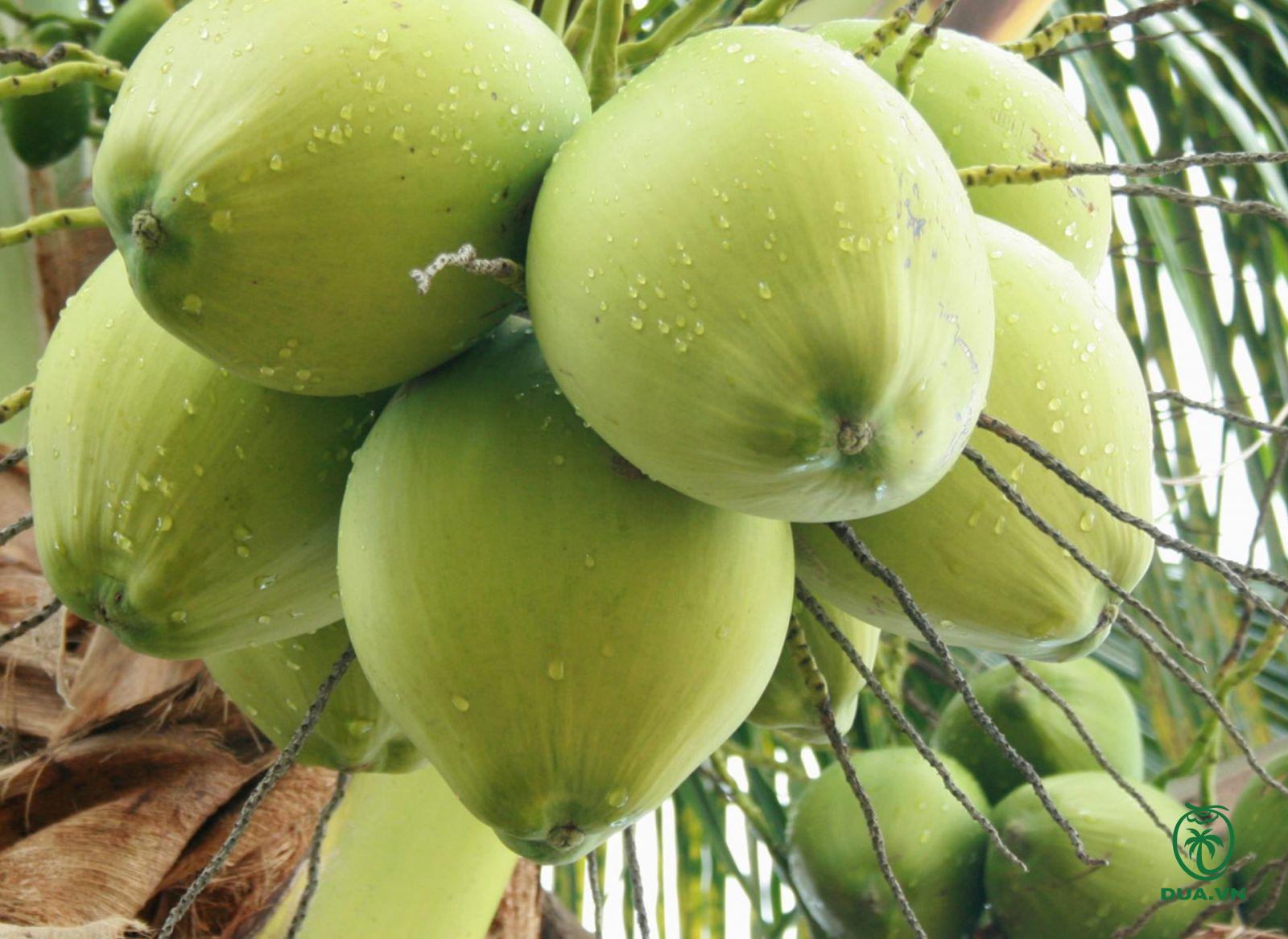 Các loại dừa ở Việt Nam 1