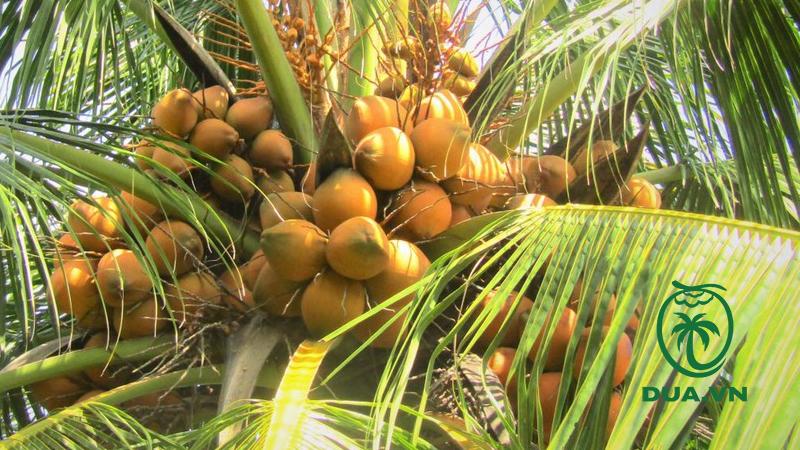 Các loại dừa ở Việt Nam 11