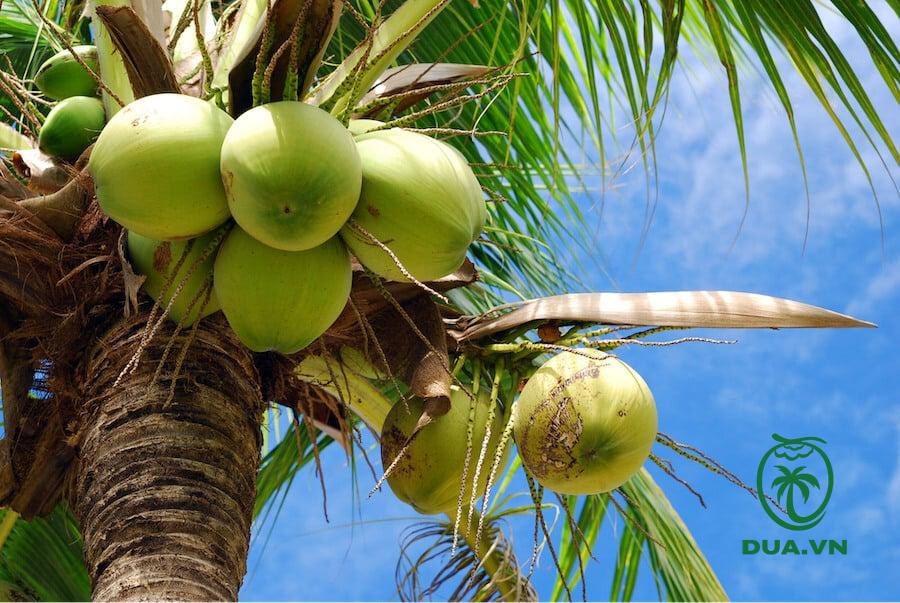 Các loại dừa ở Việt Nam 12