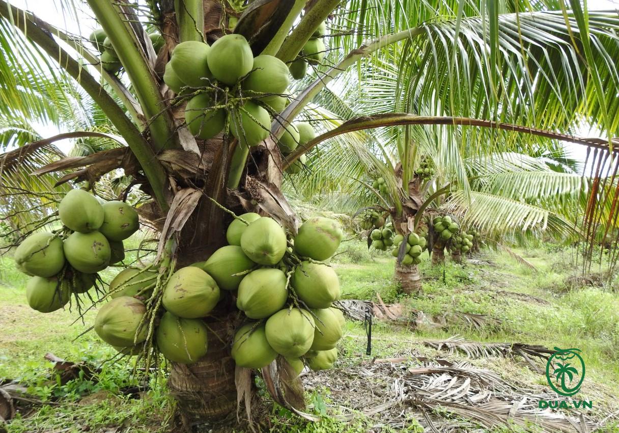 Các loại dừa ở Việt Nam 2