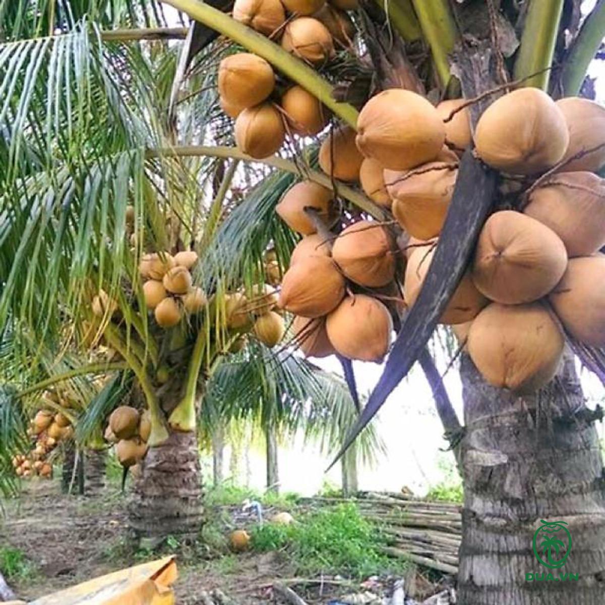 Các loại dừa ở Việt Nam 3
