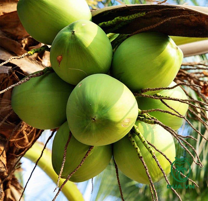 Các loại dừa ở Việt Nam 14