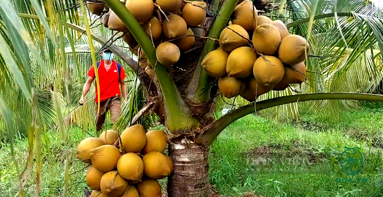Các loại dừa ở Việt Nam 5
