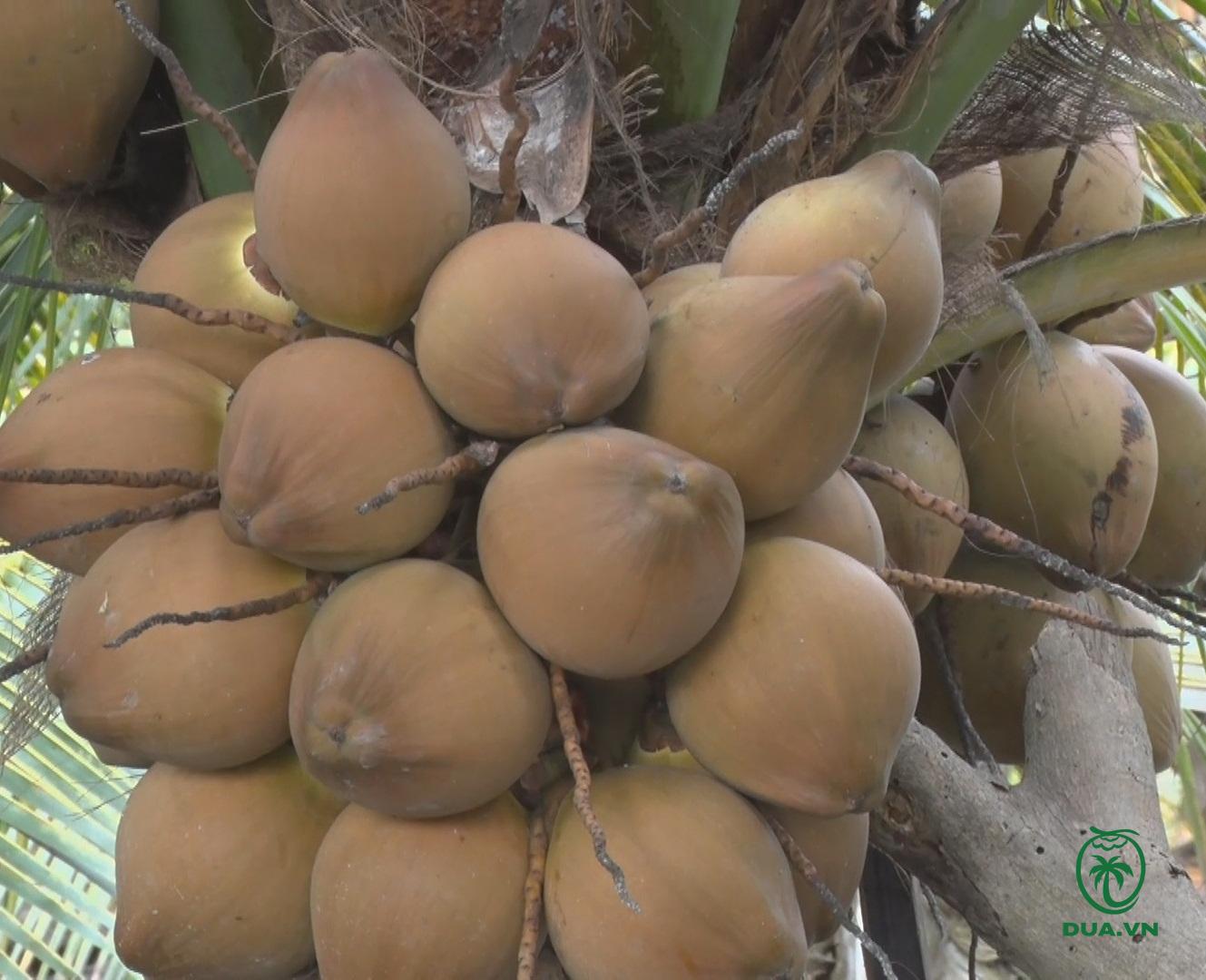 Các loại dừa ở Việt Nam 6