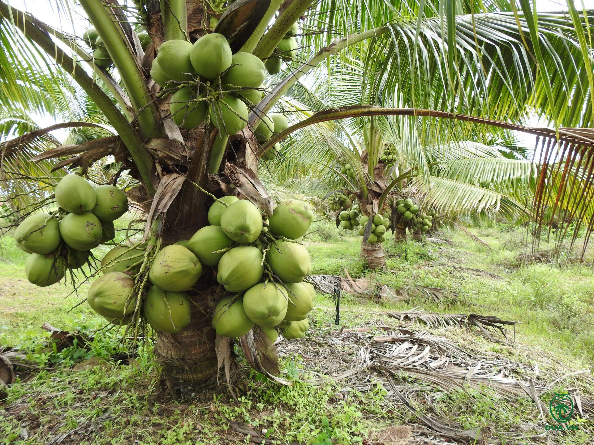 Các loại dừa ở Việt Nam 7