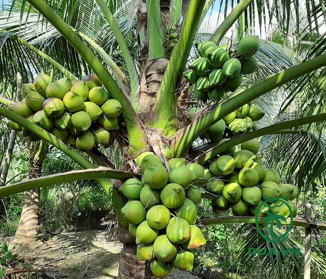 Tổng quan về cây dừa