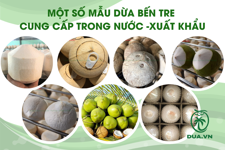 Danh sách các loại dừa ở Việt Nam