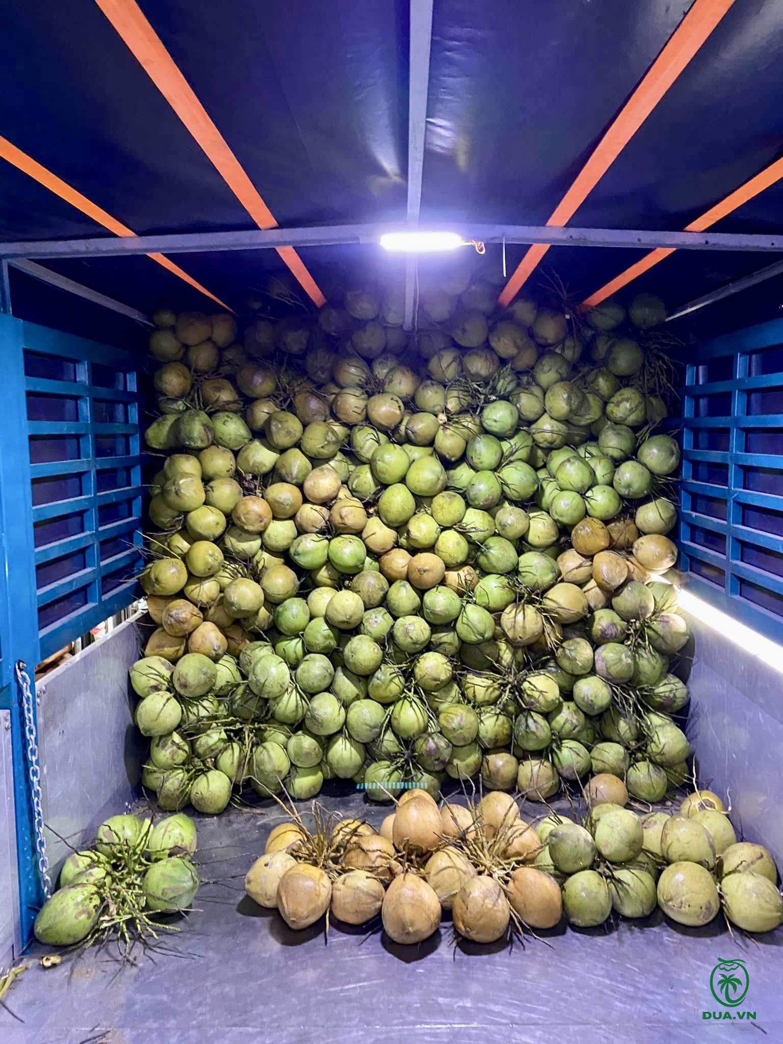 Thu mua dừa khô với mức giá ổn định, đảm bảo thu nhập cho người dân