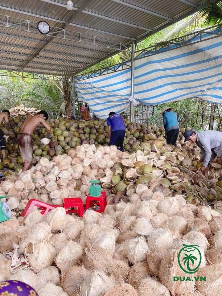 Thu mua dừa khô giá sỉ số lượng lớn tại Bến Tre 3