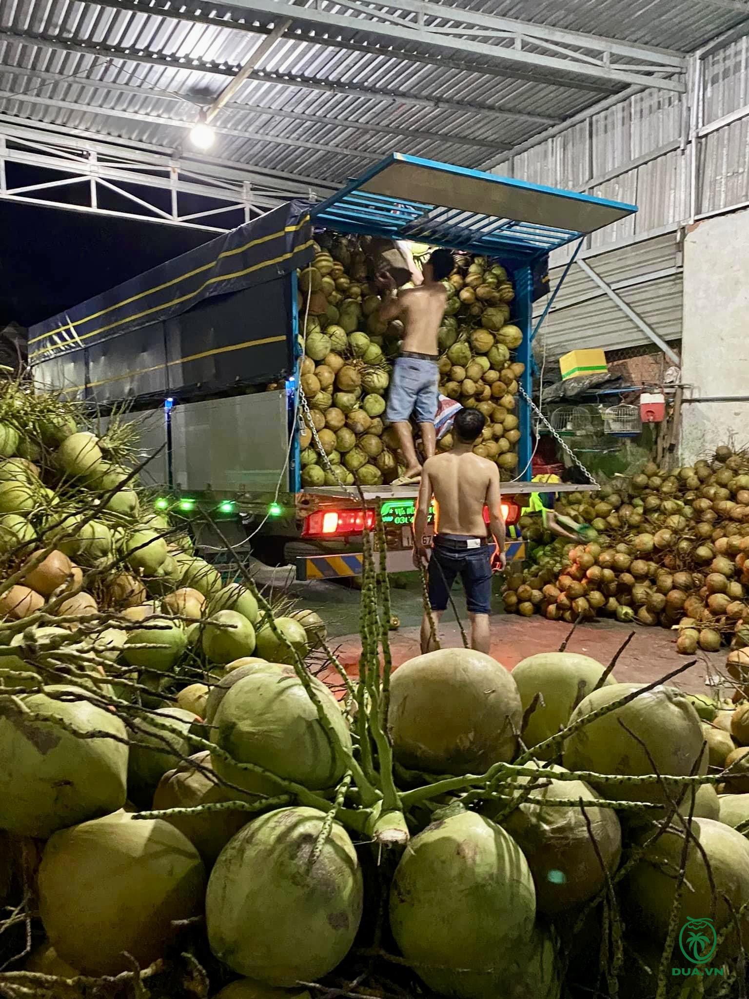 vựa thu mua dừa