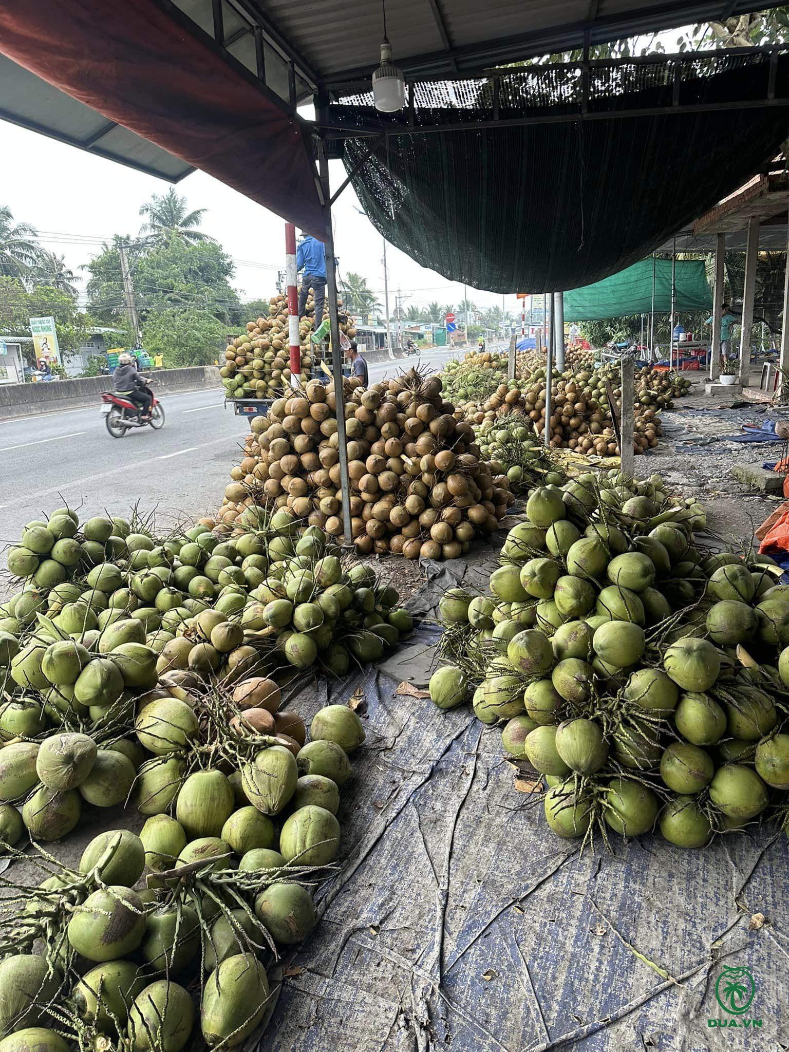 thu mua dừa tươi toàn quốc
