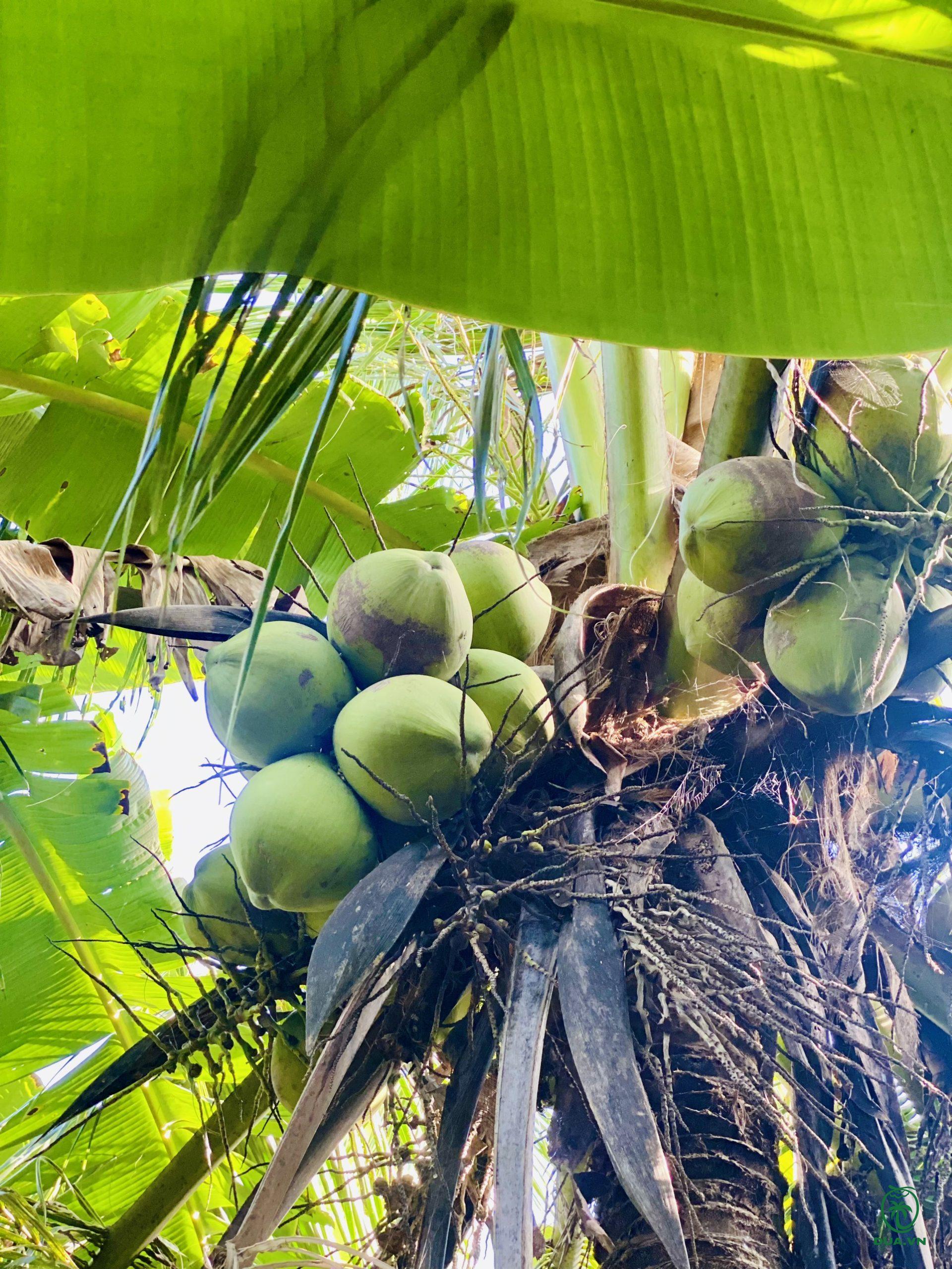 Cây dừa tam quang